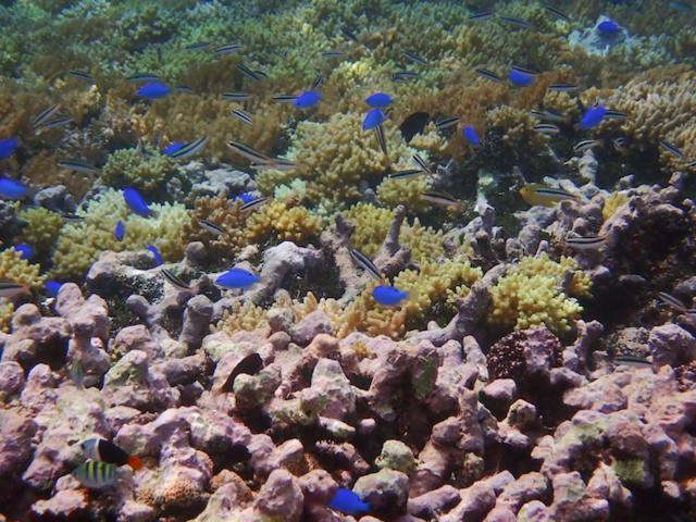 Nomad Divers Bangka Likupang Exterior foto